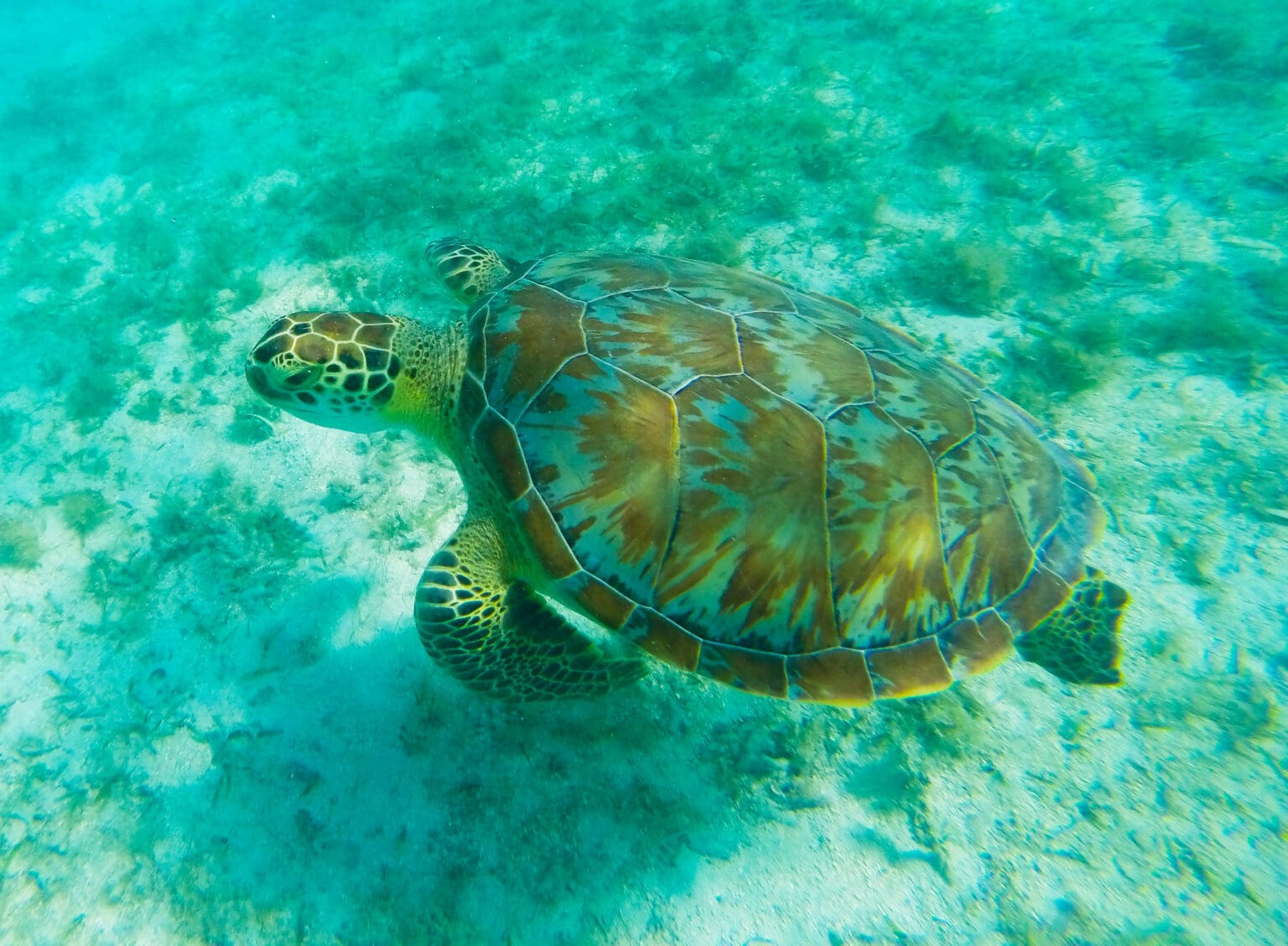 The Best Scuba Diving in the Virgin Islands | Everything Virgin Islands