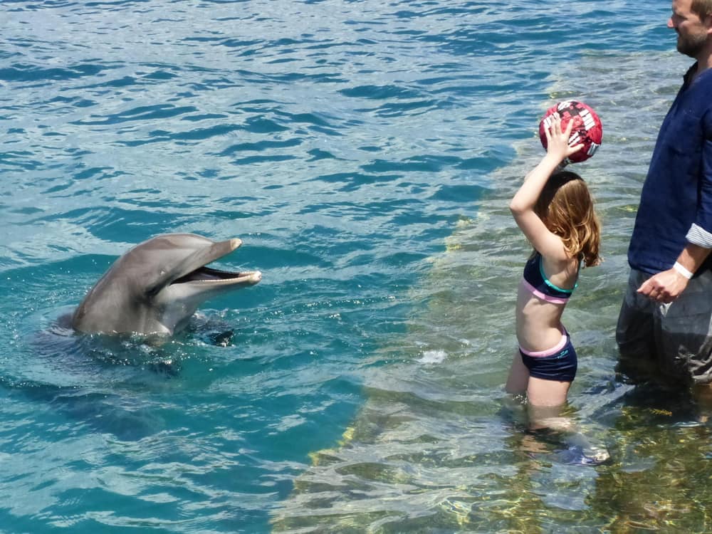 Dolphin Swim