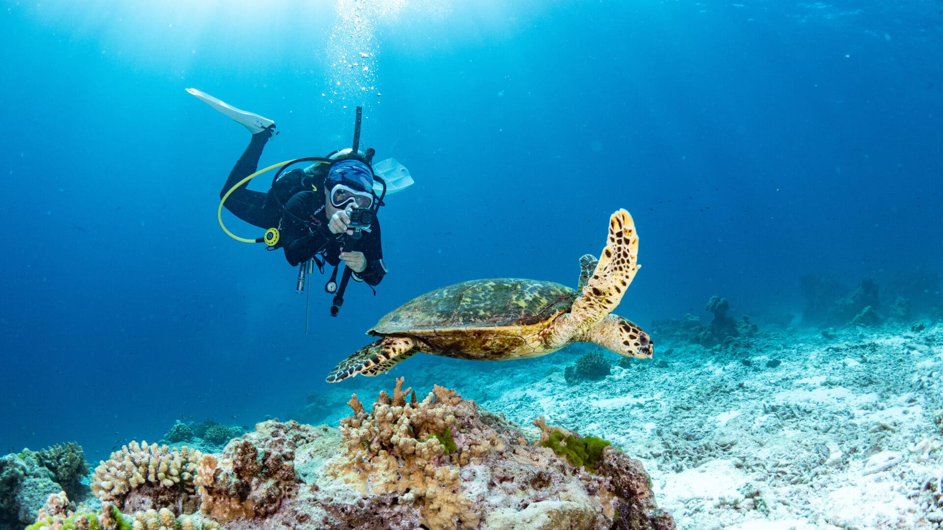 Female scuba diver taking a photo of Hawksbill Turtle swimming over coral reef in the blue sea. Marine life and Underwater world concepts