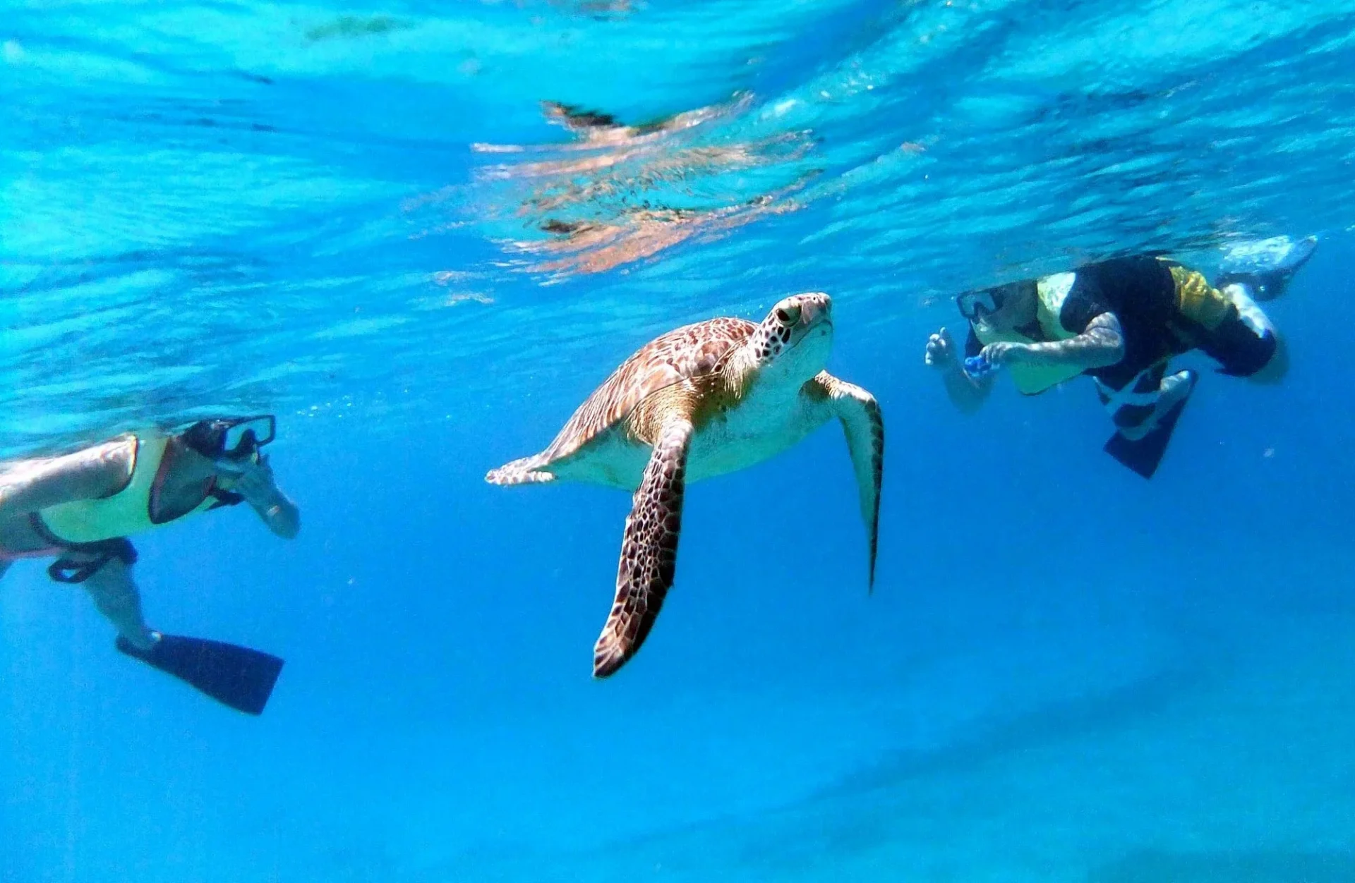 Turtle Cove Catamaran Snorkel & Sail Adventure at Little Buck Island
