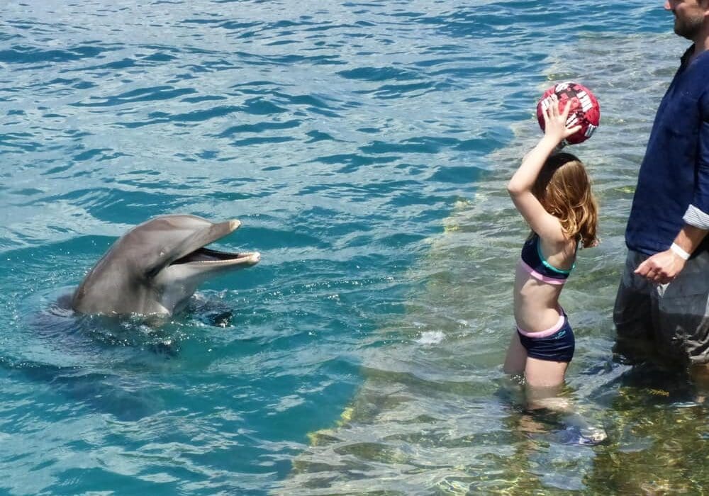 Dolphin Swim