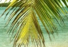 A palm tree on the beach with water in background.